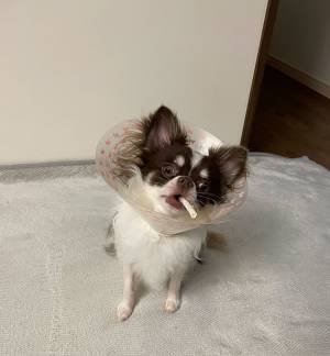 チワワの写真に１１万『いいね』　笑撃的な写真に「お茶吹いた」「目がバキバキ」