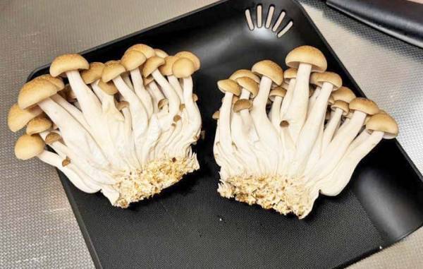 そこ、切り落とさないで！　雪国まいたけの情報に「ビックリ」