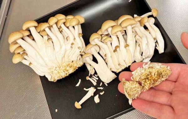 そこ、切り落とさないで！　雪国まいたけの情報に「ビックリ」