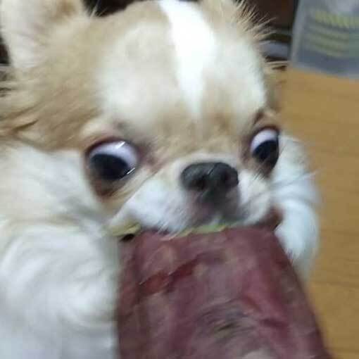 サツマイモを前にしたチワワ　４枚の写真に「助けて」「ヤバいってこれは」