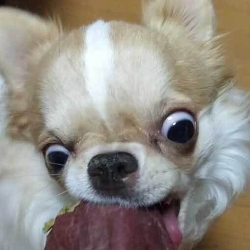 サツマイモを前にしたチワワ　４枚の写真に「助けて」「ヤバいってこれは」