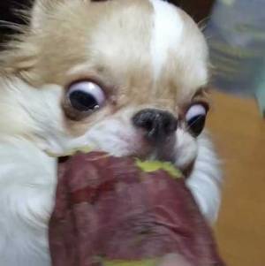 サツマイモを前にしたチワワ　４枚の写真に「助けて」「ヤバいってこれは」