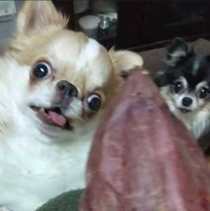サツマイモを前にしたチワワ　４枚の写真に「助けて」「ヤバいってこれは」