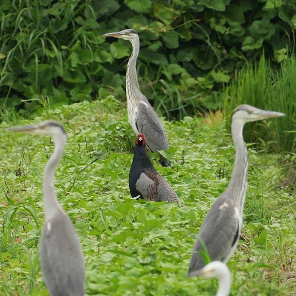 キジの周りを見ると？　 絶対絶命な１枚に「笑った」「これはピンチ」