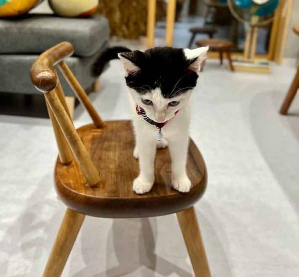 椅子の上で待っていた猫が？　表情に「吹き出す」