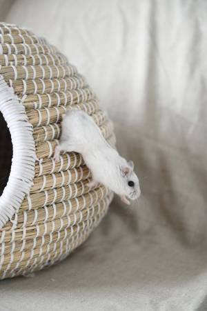 「つぶれてる？」「大丈夫！？」　降りるのに失敗したハムスターが話題