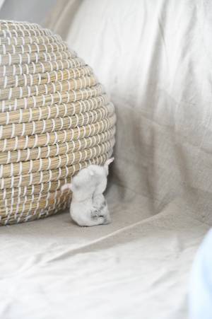 「つぶれてる？」「大丈夫！？」　降りるのに失敗したハムスターが話題