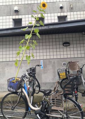母「とても恥ずかしかった」　自転車を見ると？「こりゃ二度見する」「声出して笑うわ」