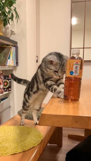 『麦茶を差し出す猫』に７万人がキュン！　「腰が低くて笑った」「ありがたく頂きます」