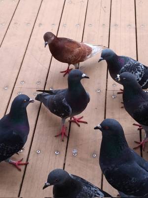 チョコレート工場に侵入したハト？　目を疑う光景に「まさか本当に…」「センスが素晴らしい」