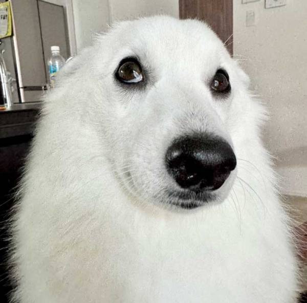 無くなった犬用のジャーキー　犬に食べたか聞くと？「吹いた」「これは確信犯」