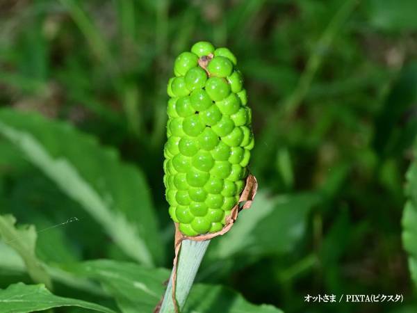 「絶対に食べないで！」　県の注意喚起に「初めて知った」「よく見るやつだ」