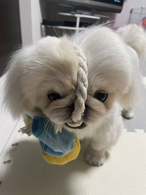 飼い主「いや、なんでそうなった？」　振り返ると…「腹が痛い」「え、ヤバ」