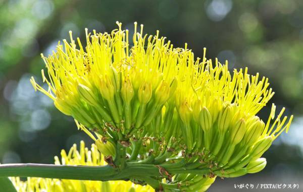 なぜ『公園の花』に人だかり？　ワケに「ご利益がありそう」「見に行きたい」