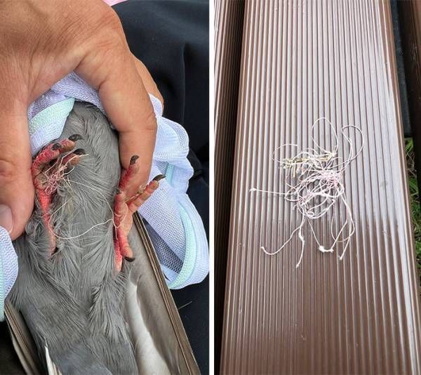 コレのポイ捨てはNG！　続出する被害に「かわいそう」「絶対ダメ」