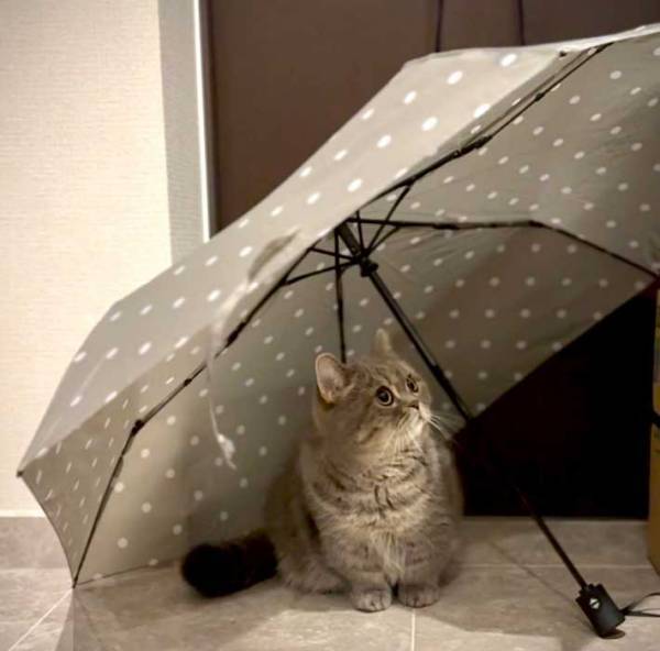 玄関に傘を干していると？　まさかの光景に「笑った」「似合いすぎだろ」