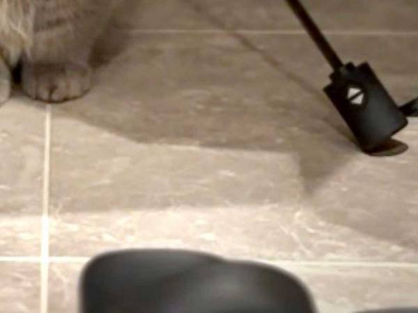 玄関に傘を干していると？　まさかの光景に「笑った」「似合いすぎだろ」