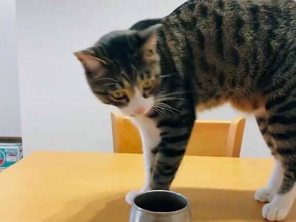 コーヒーを目にした猫が…　行動に『７万人』がびっくり！　「面白すぎ」