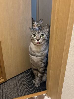 飼い主「なんだその顔は」　トイレのドアを開けた猫に、６万人が釘付け