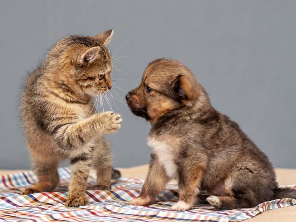 先住猫と初めて会った子犬　とった『行動』がかわいすぎ！
