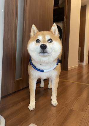雨で散歩が延期になった柴犬　反応に「顔、顔ー！」「圧がすごい」
