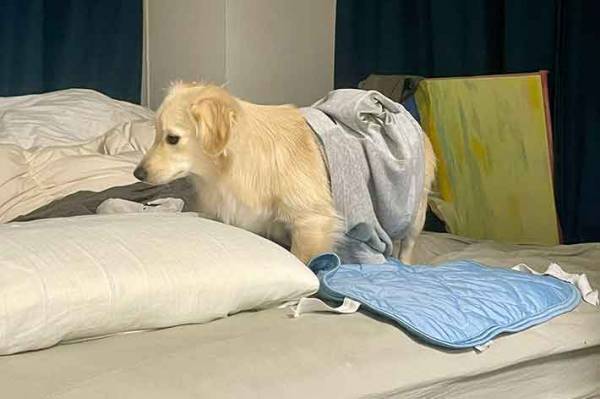 「さてと、寝るか」　愛犬の行動に『２万いいね』