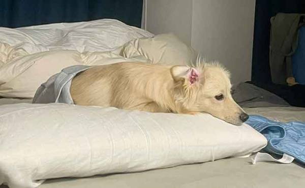 「さてと、寝るか」　愛犬の行動に『２万いいね』