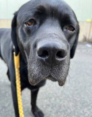 小学生に「優しい顔をしてる」といわれた犬　表情に「笑った」「隠しきれてない」