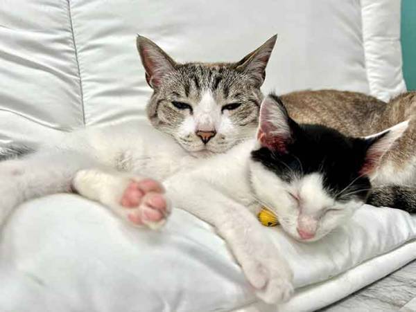 飼い主「秒で諦めた」　納得の理由に「これは、しょうがないやつ」