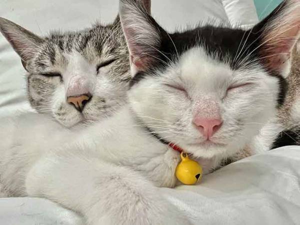 飼い主「秒で諦めた」　納得の理由に「これは、しょうがないやつ」