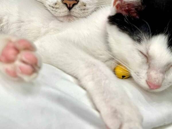 飼い主「秒で諦めた」　納得の理由に「これは、しょうがないやつ」