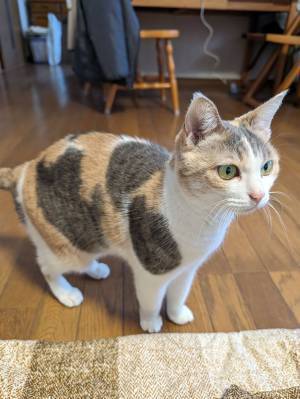 飼い主「１回漂白した？」　まるで色落ちしたような猫が、コチラ