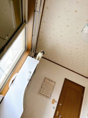 起床したての飼い主、棚の上を見ると？　「プロレス技を繰り出しそう」「これは本気の目」