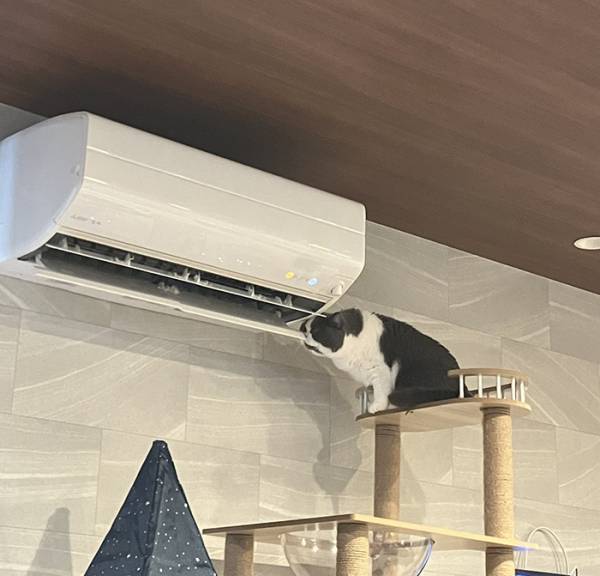 エアコンの上を見て「やられた！」　目にした光景に「マジでこれ」「見事なフラグ回収」