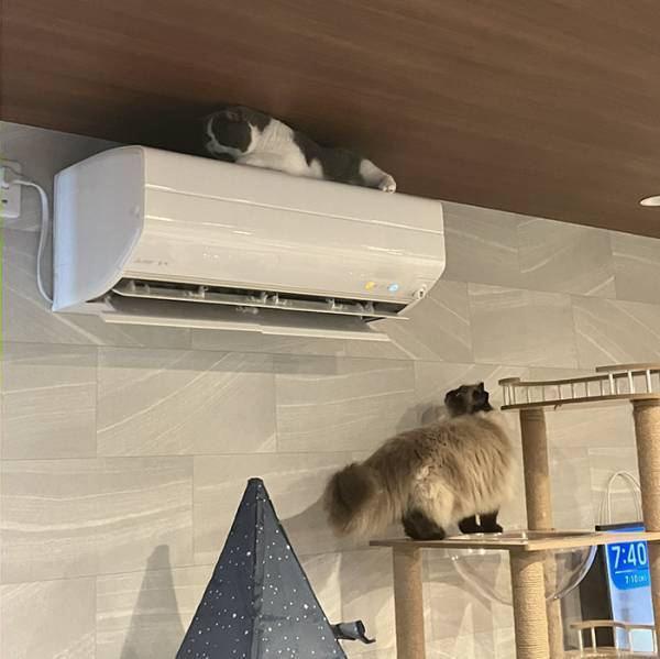 エアコンの上を見て「やられた！」　目にした光景に「マジでこれ」「見事なフラグ回収」