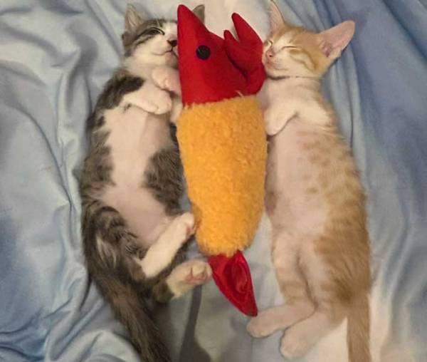 ２匹の猫が囲んで寝るぬいぐるみ　『縮んだ』理由に「びっくりした」「これは錯覚する」