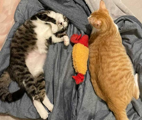 ２匹の猫が囲んで寝るぬいぐるみ　『縮んだ』理由に「びっくりした」「これは錯覚する」