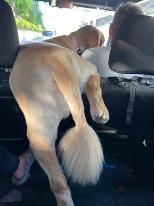 ドライブ中に愛犬が？　後ろ姿に「ライオンみたい」「オーラが出てる」