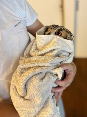 フクロウの写真