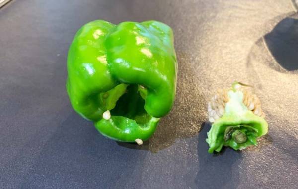 今までの苦労は一体…　簡単すぎるピーマンのヘタ取りに「病みつきになる」