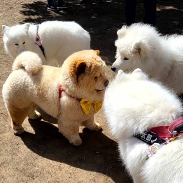 サモエド…え、違くない？　ドッグランでの１枚にツッコミ続出！