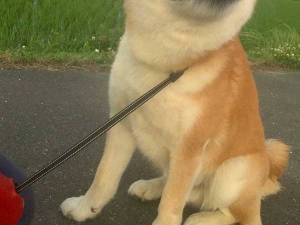 「飼い主の年代がバレる」　散歩中の柴犬を見て、思わずつぶやいた言葉が？