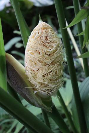 これが花？　『麺』にしか見えない姿に「二度見した」「すごい」