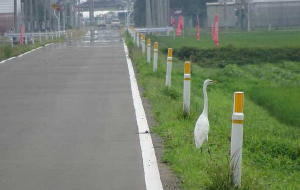 道を歩いている途中、ふと右を見ると？「だまされたー！」「お見事です」