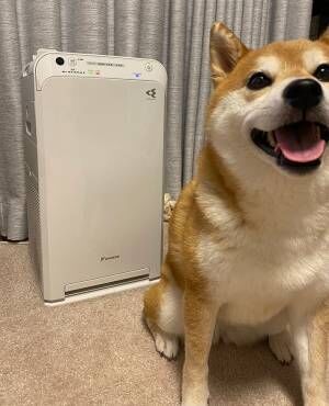 柴犬と空気清浄機の写真