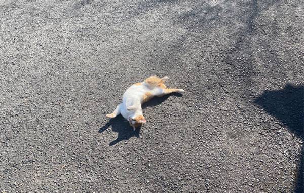 『猫落ち選手権』が話題　かわいすぎる２コマに絶賛の声