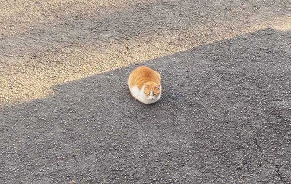 『猫落ち選手権』が話題　かわいすぎる２コマに絶賛の声