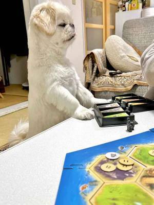 ボードゲーム中に愛犬が？　その表情に「雰囲気出すのは大事」