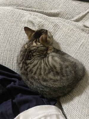 飼い主「どこでもいいのに…」　愛猫の姿に「尊い世界」「これがいいんだよな」