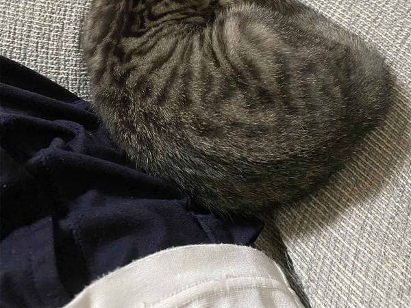飼い主「どこでもいいのに…」　愛猫の姿に「尊い世界」「これがいいんだよな」